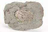 Crinoid Crown (Zeacrinites) Fossil - llinois #214397-1